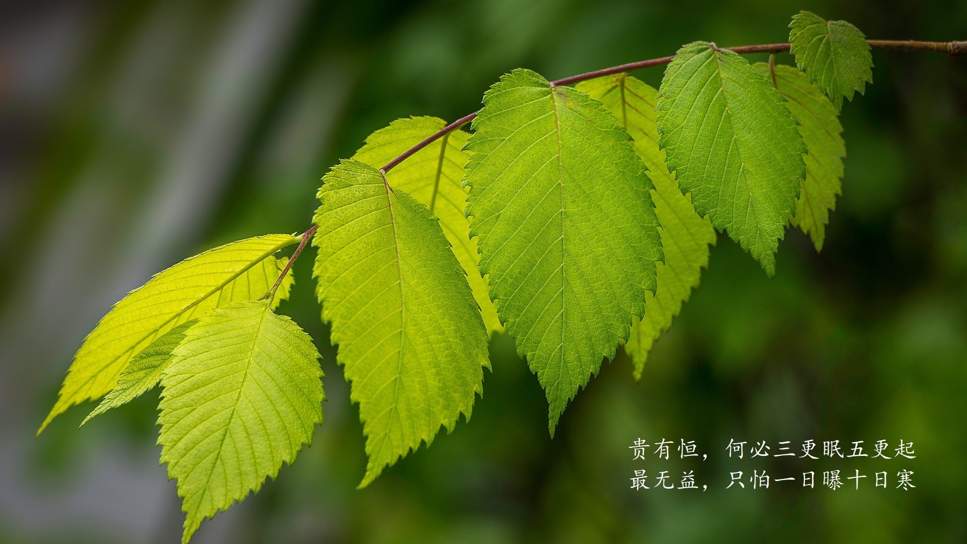 _全球直播盛宴：边看比赛边互动娱乐_，看全球直播软件