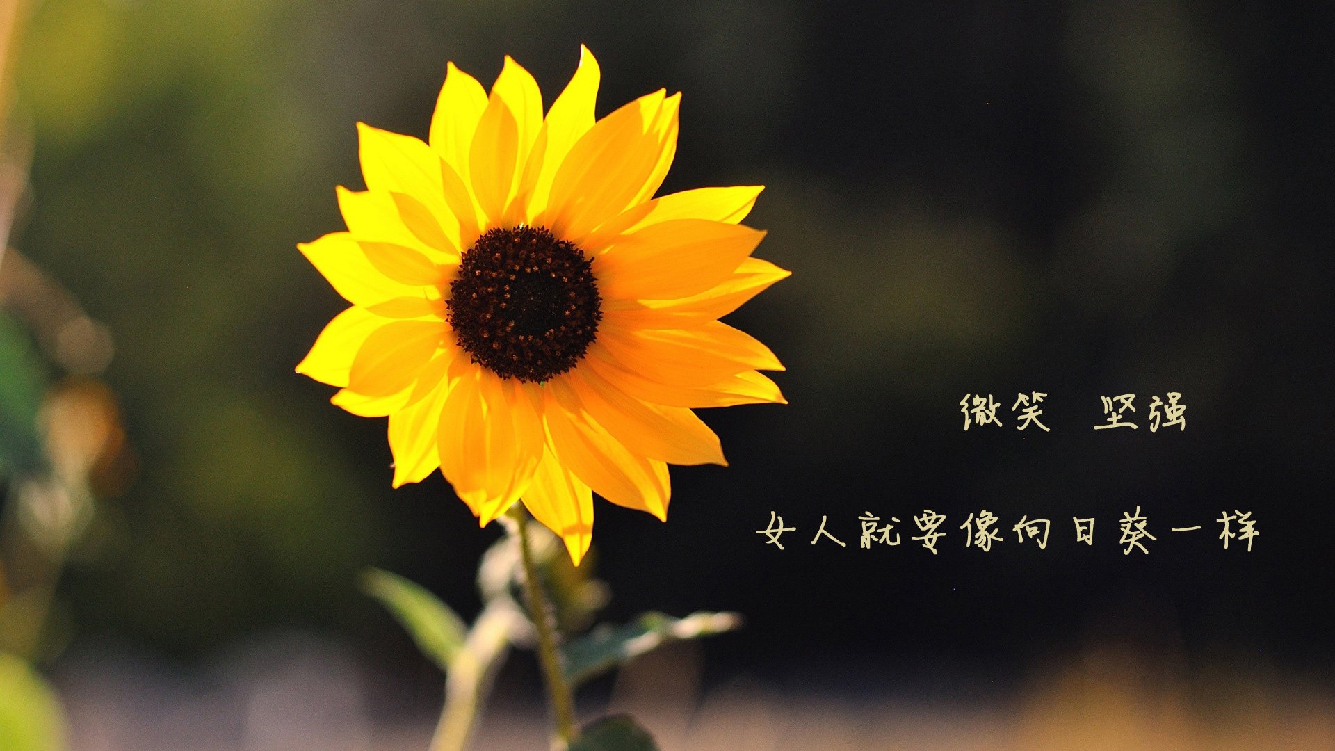 九游娱乐(jiuyou)官网-德国男子200米蛙泳选手在预赛中表现出色，晋级半决赛