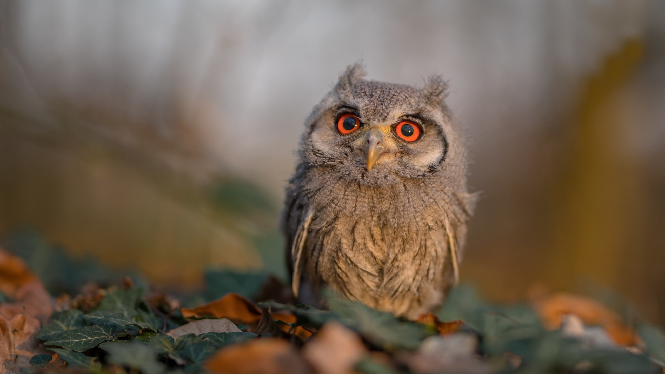 丁俊晖直播讲解母球控制技术要领,丁俊晖母亲是哪里人